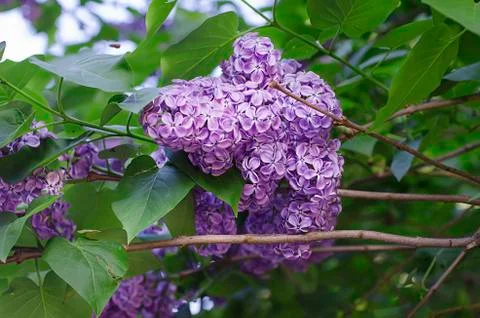 Spring lilac flowers Stock-Fotos