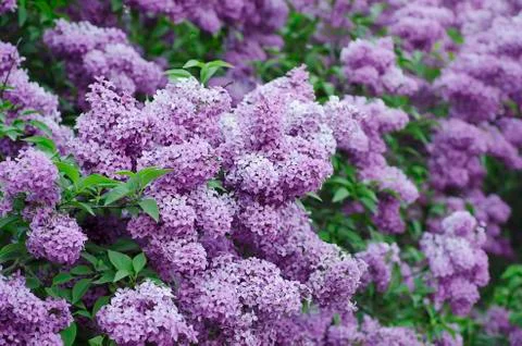Spring lilac flowers Stockfoto's