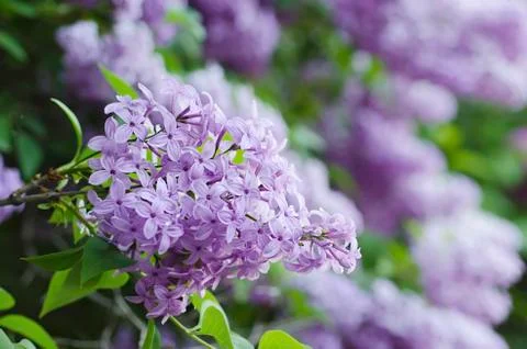 Spring lilac flowers Stock-Fotos