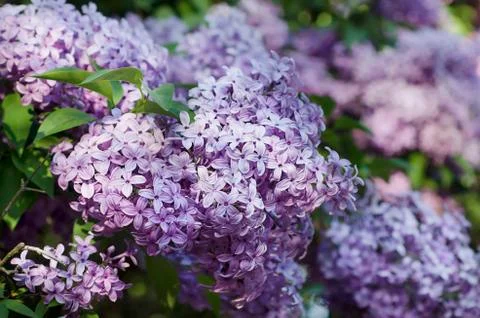 Spring lilac flowers Stock-Fotos