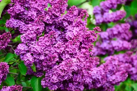 Spring lilac flowers Фото