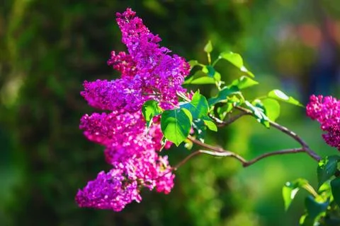 Spring lilac flowers Stock Photos