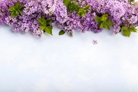 Spring Lilac flowers Stock Photos