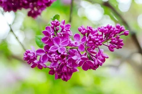 Spring lilac flowers Foto stock