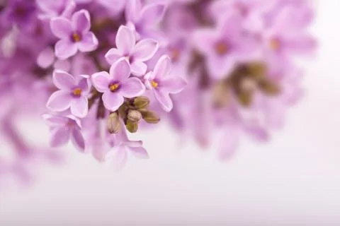 Spring Lilac flowers Stockfoto's