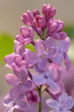 Spring lilac flowers Stock Photos