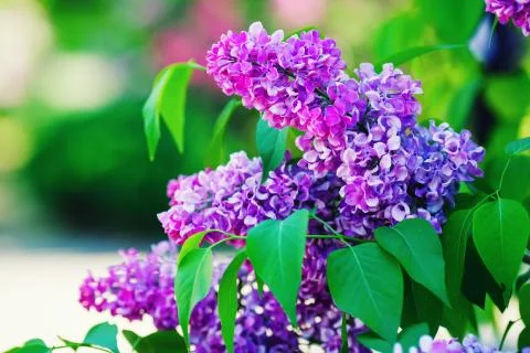 Spring lilac flowers Stock Photos