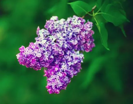 Spring lilac flowers Stock Photos