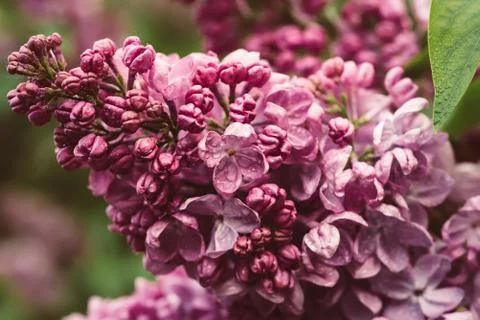 Spring lilac flowers Stock-Fotos