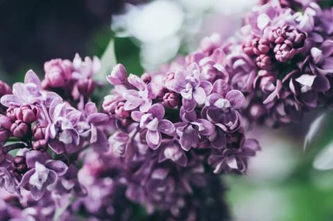 Spring lilac flowers Stockfoto's