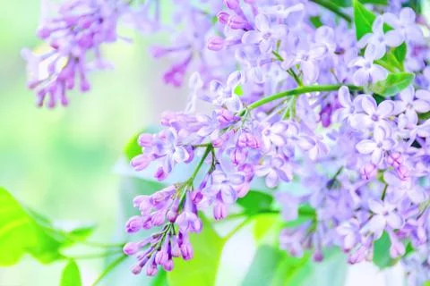 Spring lilac flowers Stock Photos
