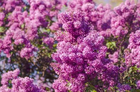 Spring lilac flowers Photos