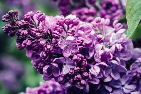 Spring lilac flowers Fotos de archivo