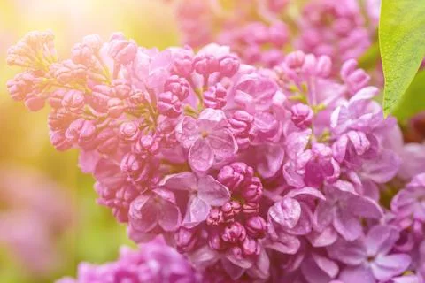 Spring lilac flowers Fotos Stock