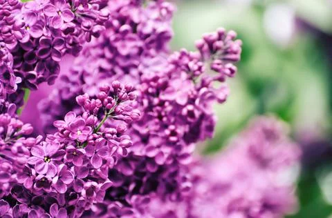 Spring lilac flowers Фото
