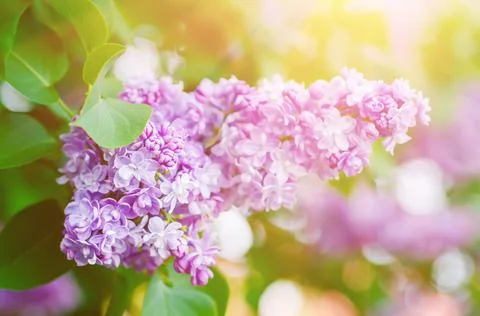 Spring lilac flowers Фото