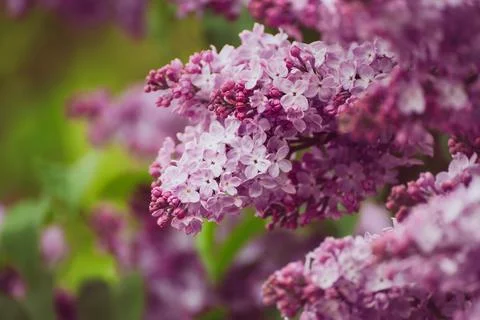 Spring lilac flowers Stock-Fotos