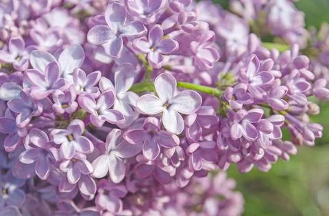 Spring lilac flowers 库存照片