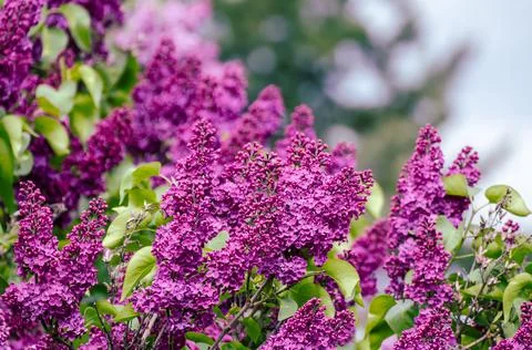 Spring lilac flowers Foto stock