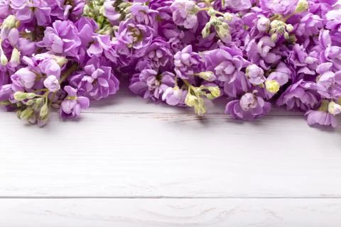 Spring Lilac mattiola flowers Stock Photos