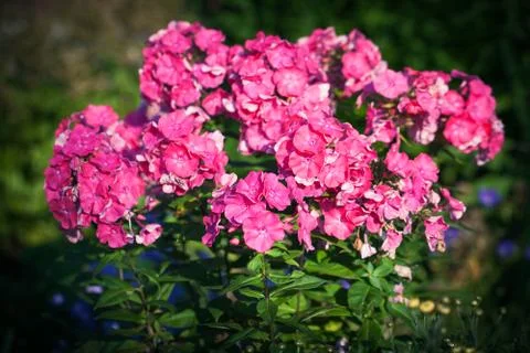 Spring lilac 스톡 사진