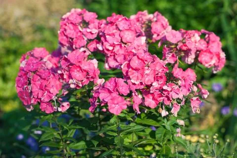 Spring lilac Stock Photos