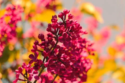 Spring Lilac 库存照片