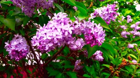 Spring lilac tree flowers view. Stock Photos