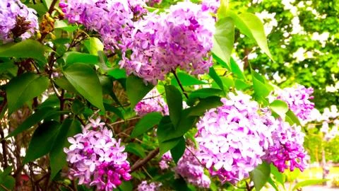 Spring lilac tree flowers view. Stock Photos