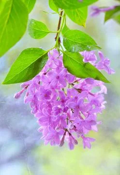 Spring lilac violet flowers Free Stock Photos