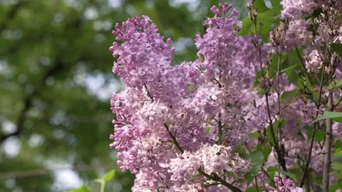 Spring lilacs in bloom Video stock 247139205
