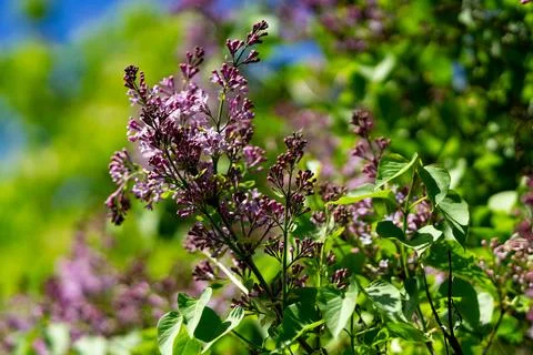 Spring Lilacs in Bloom Foto stock
