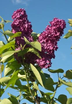 Spring Lilacs Syringa Stock Photos