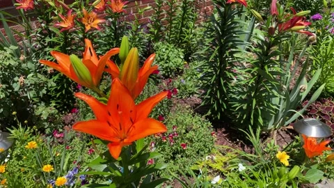 Spring Lilies 库存影片 154059705