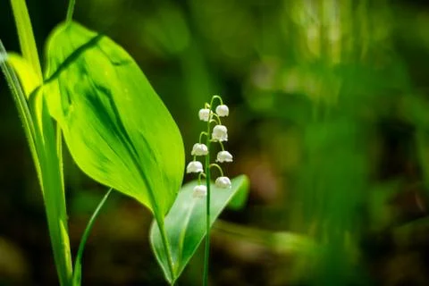 Spring Lily of the valley is fragrant in the dense forest 3 Stock Photos