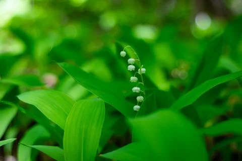 Spring Lily of the valley is fragrant in the dense forest 6 Stock Photos