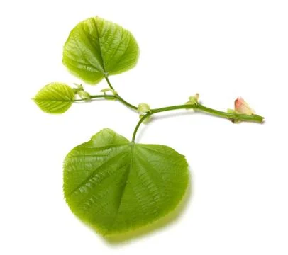 Spring linden-tree leafs Stock Photos