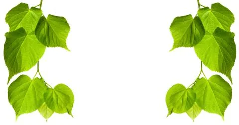 Spring linden-tree leaves Stock Photos