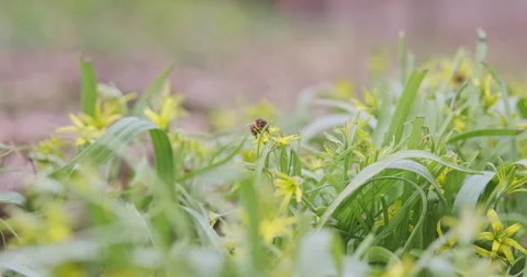 Spring little bee sits on a yellow flowers of gagea lutea. Early flowers on the Vídeos de archivo 237743017
