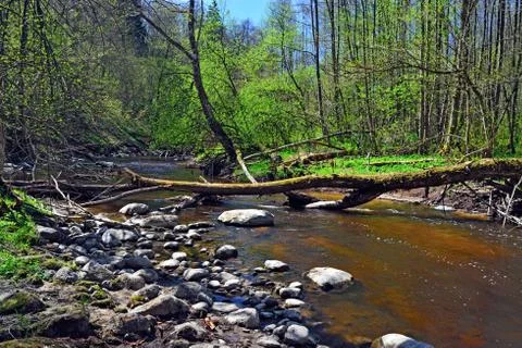 Spring on the little forest river Stock Photos