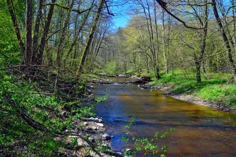 Spring on the little forest river Stock Photos