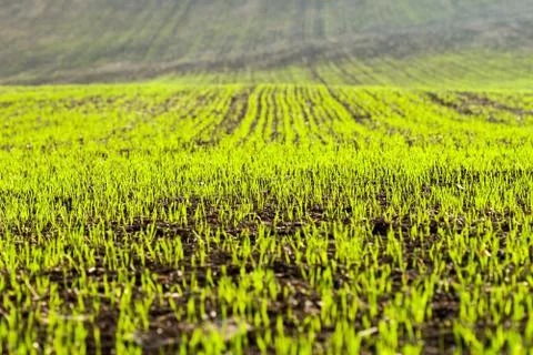 Spring little grass or corn Stock Photos