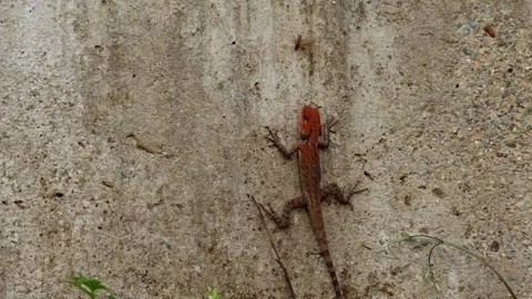 Spring Lizard Hunting Termites On Wall Stock Footage 335031306