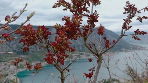 Spring Location: Red Blooming Tree over Montenegro Bay Stock Footage 332669235