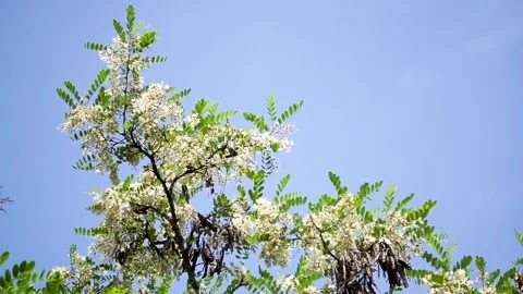 Spring locust trees are full of locust flowers Stock Footage 156688619
