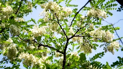 Spring locust trees are full of locust flowers Stock Footage 156688621