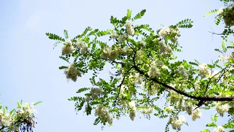 Spring locust trees are full of locust flowers Stock Footage 156688630