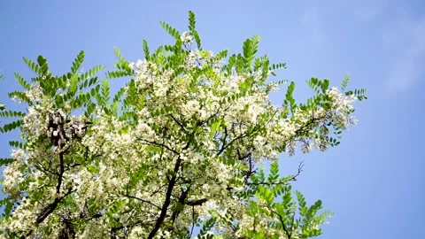 Spring locust trees are full of locust flowers Stock Footage 156688633