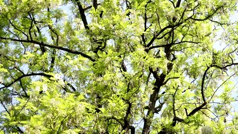 Spring locust trees are full of locust flowers Stock Footage 156688643