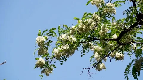 Spring locust trees are full of locust flowers Stock Footage 156688694